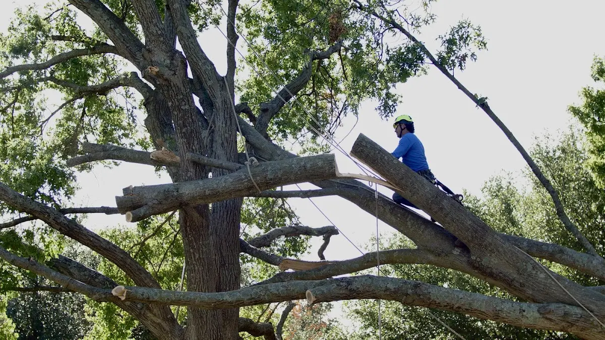 Professional Crown Thinning performed by certified arborists in Iselin