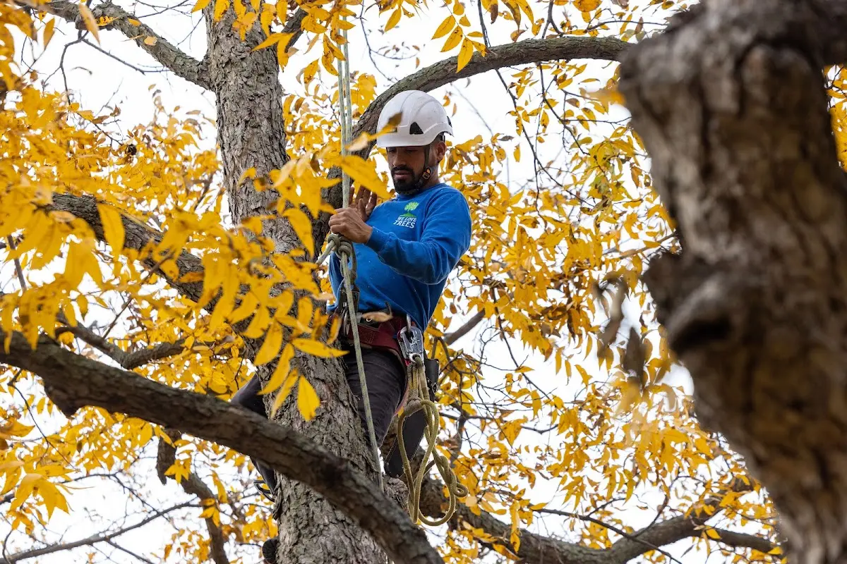 Skilled Storm Damage Cleanup crew working in Iselin